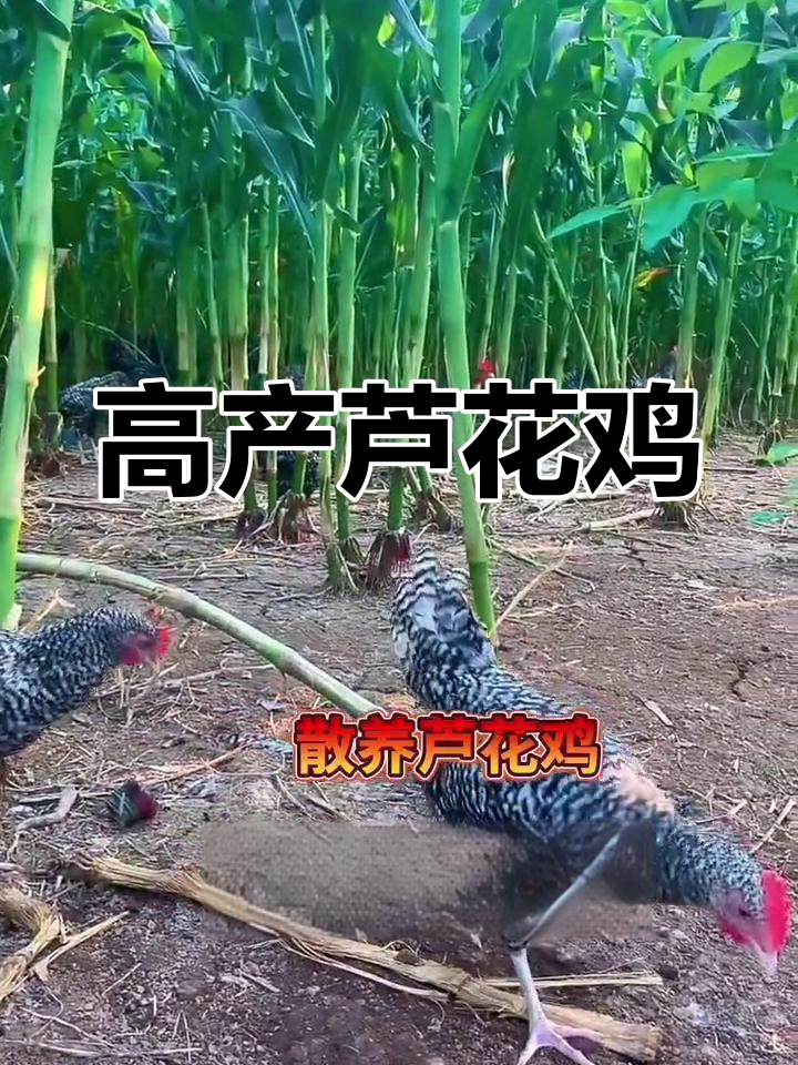 散养芦花鸡,肉质鲜美蛋高产