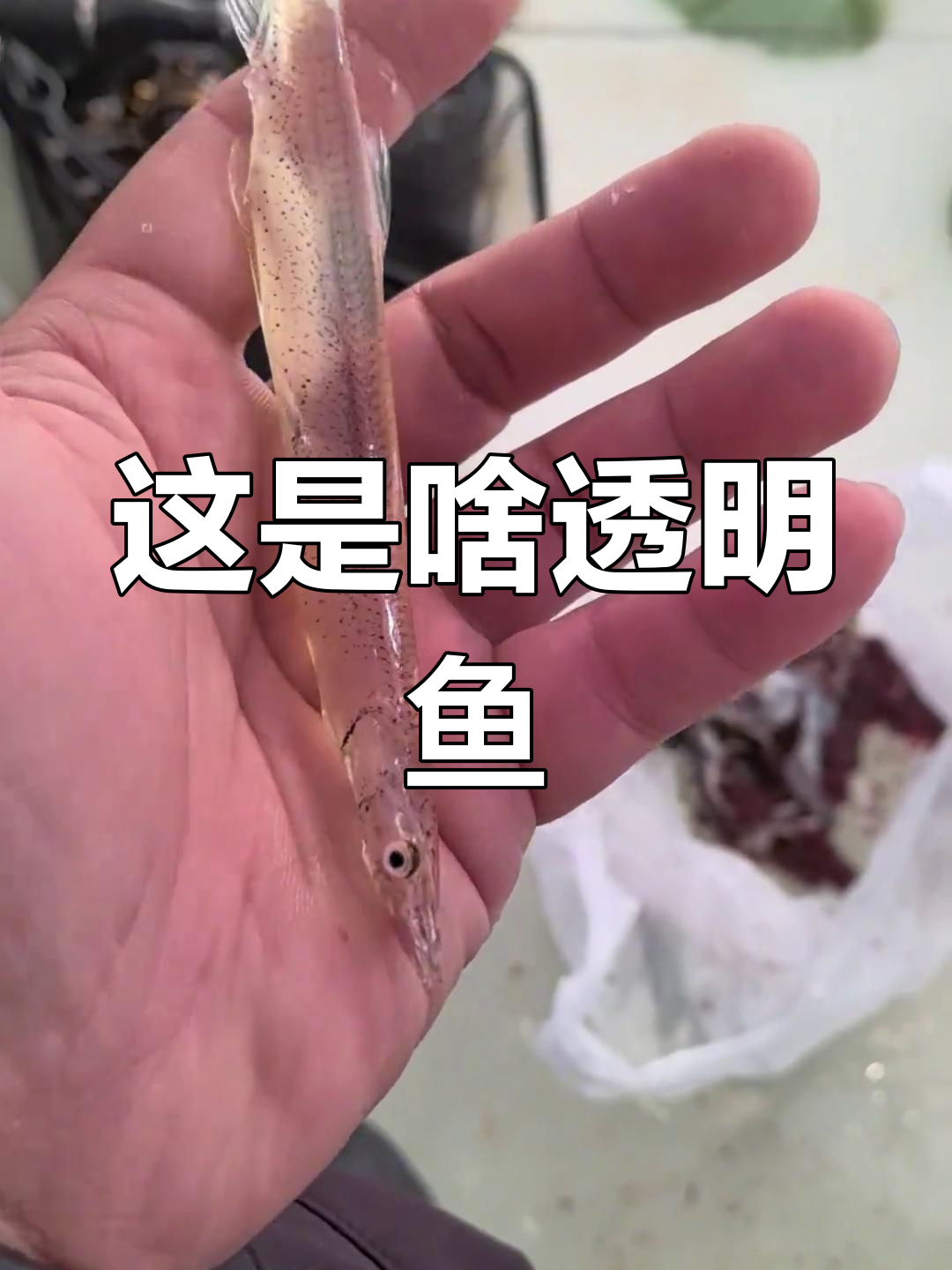 钓到透明怪物鱼,这是什么品种?