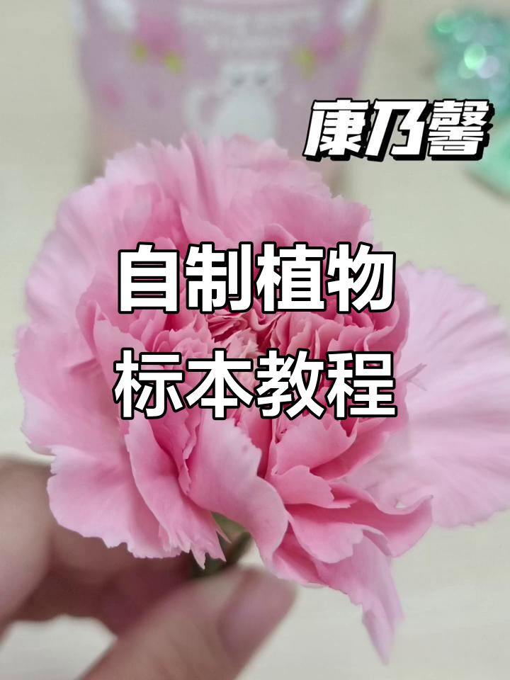 七年级生物实验:制作植物标本全攻略