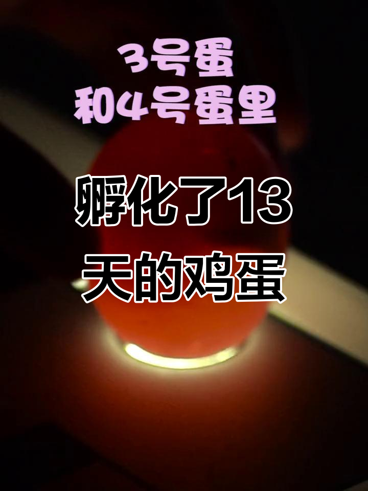 电饭煲孵化小鸡13天,柯尔鸭蛋能否成功?
