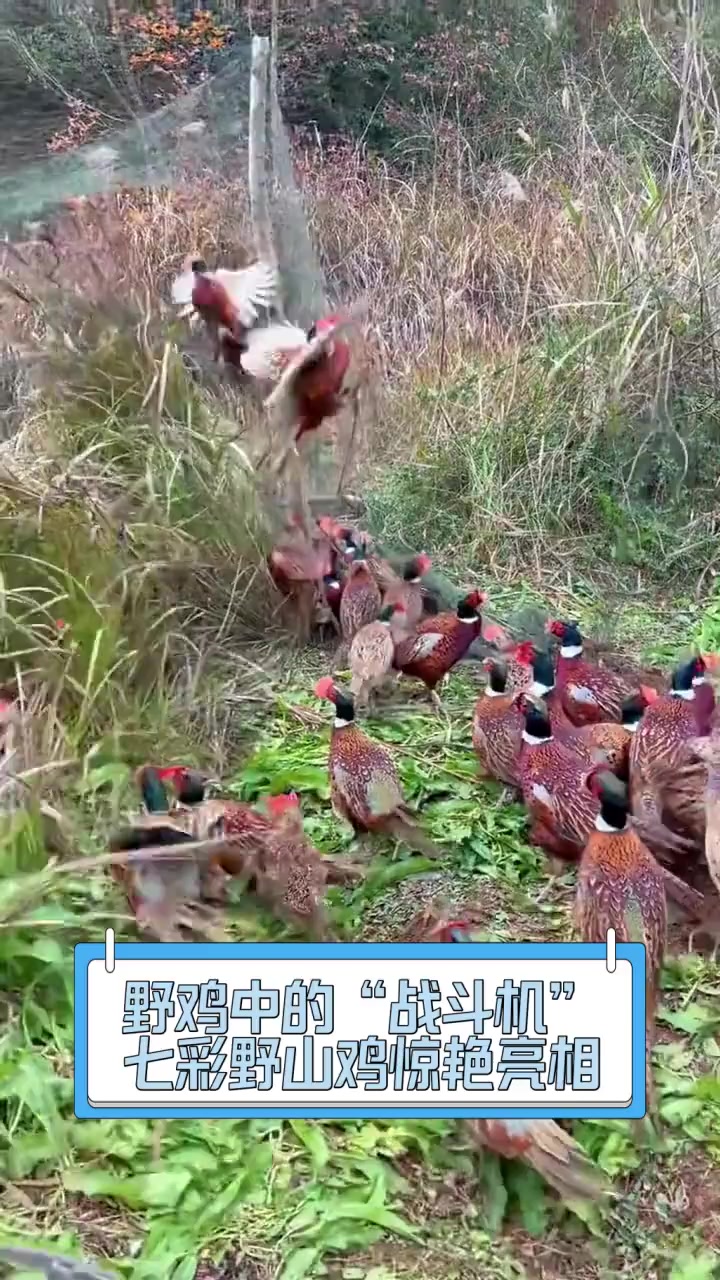 野鸡中的“战斗机”,七彩野山鸡惊艳亮相