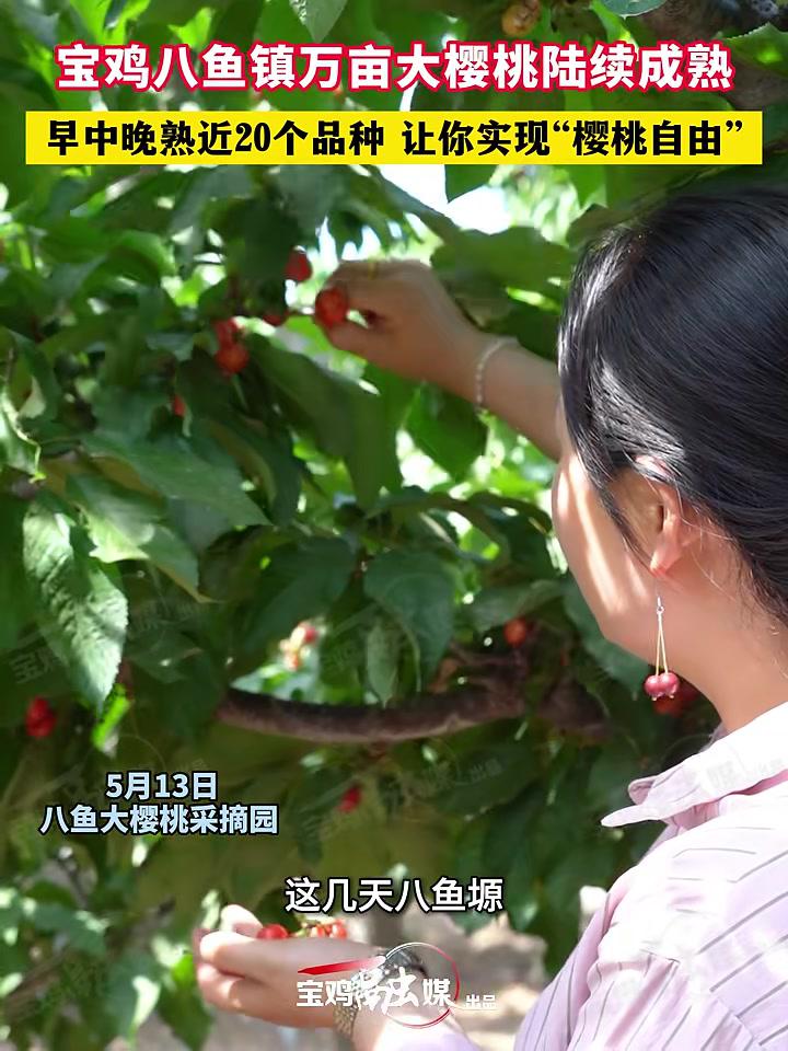宝鸡八鱼镇万亩大樱桃陆续成熟早中晚熟近20个品种让你实现“樱桃自由”