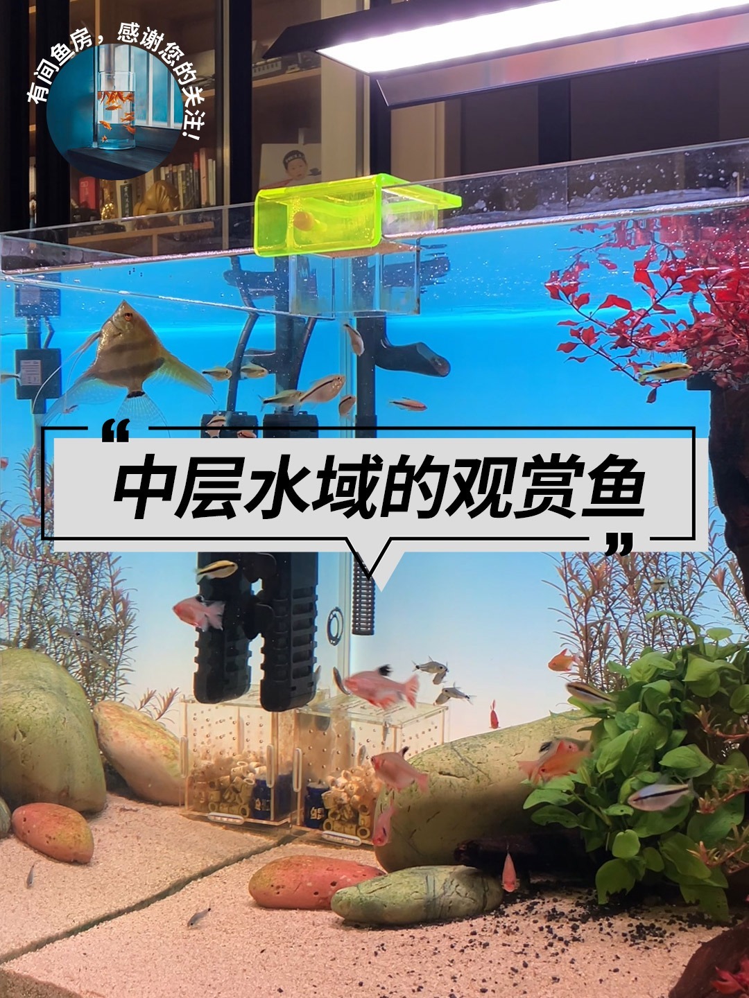 混养须知之「中层水域」活动的小型观赏鱼