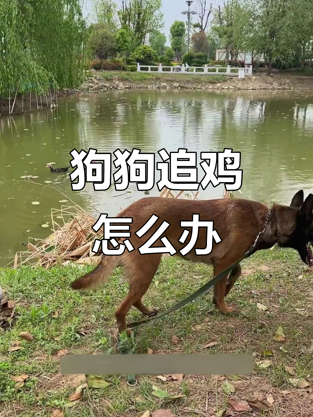 如何纠正狗狗追鸡行为?训练技巧大公开