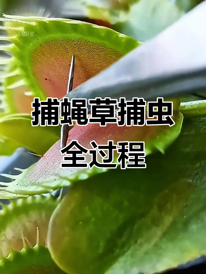 捕蝇草如何捕捉昆虫？揭秘食肉植物的神奇原理