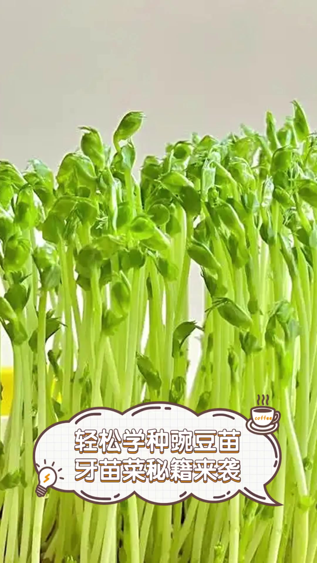 轻松学种豌豆苗,牙苗菜秘籍来袭