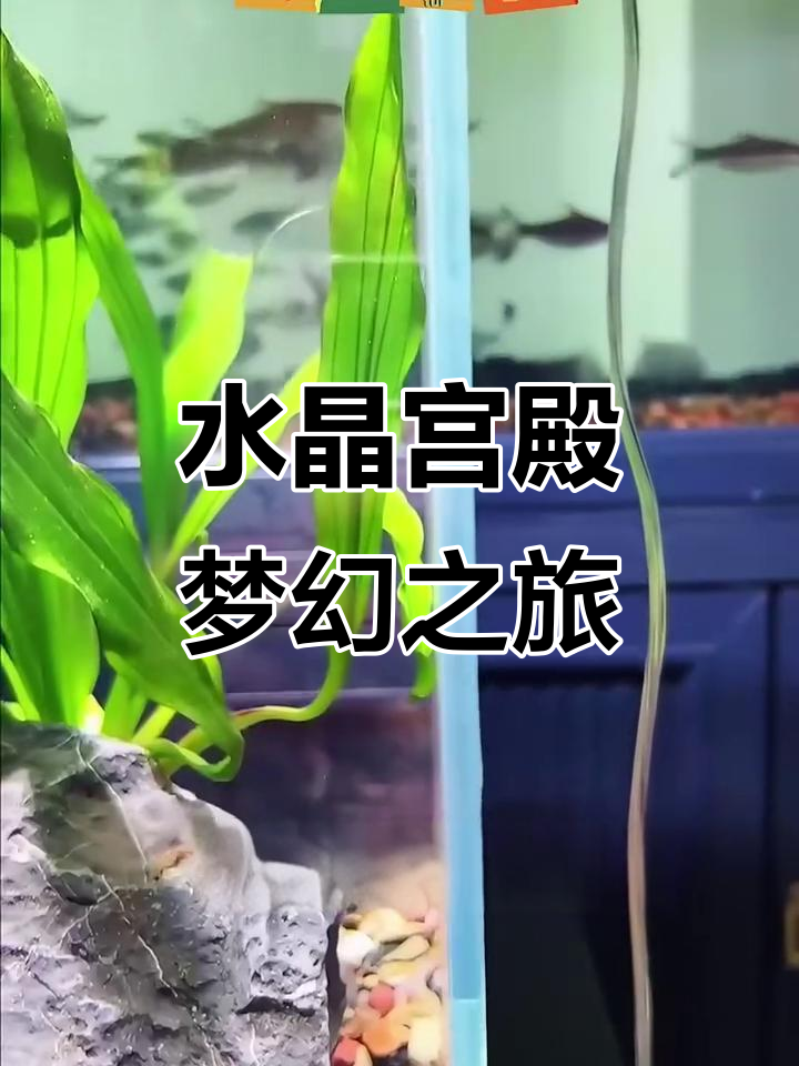 超白鱼缸,如梦似幻,鱼儿游动间尽显水底奇幻之美