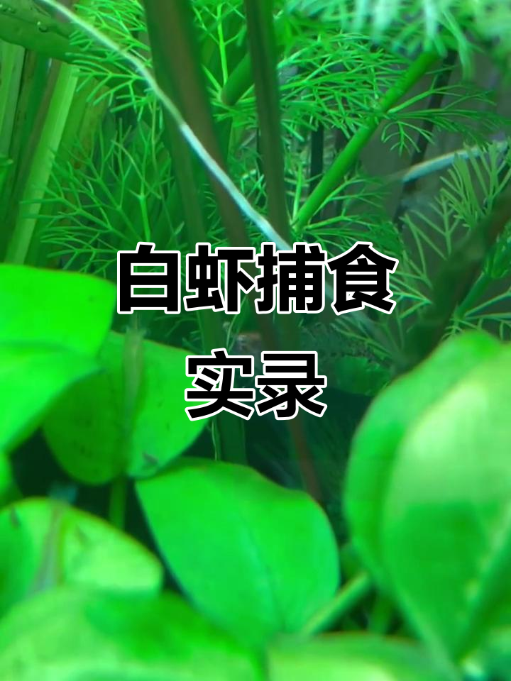 秀丽白虾猛捕米虾，速度惊人！