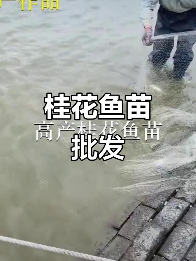 桂花鱼苗批发,陈村、惠州多地供应