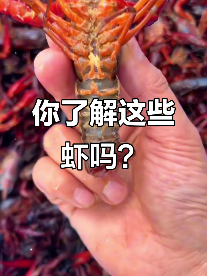 20种虾大揭秘,价格差异惊人!