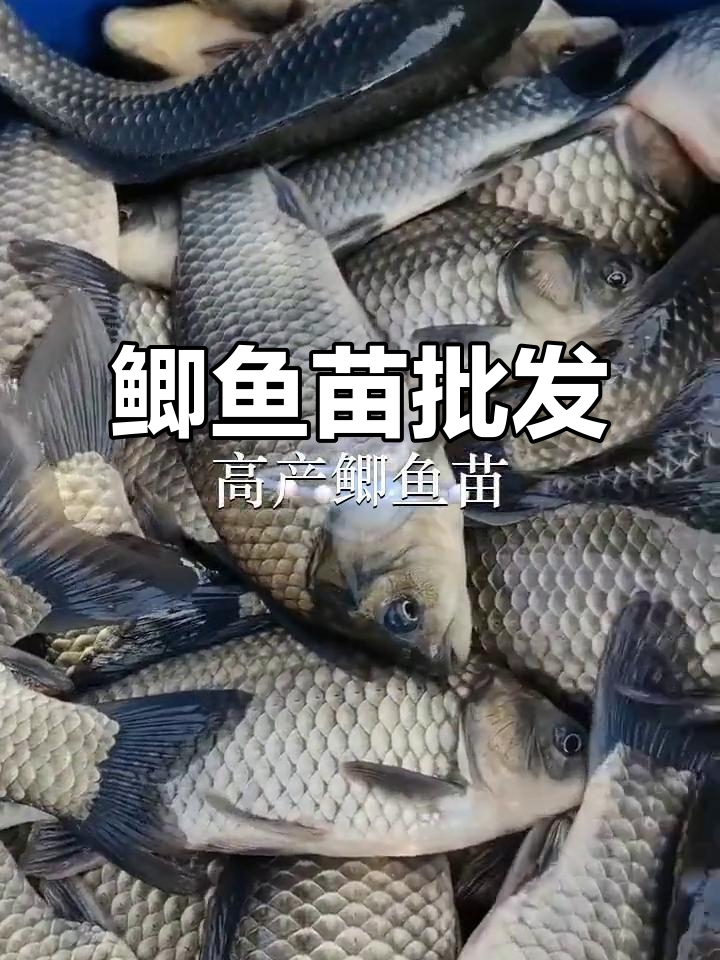 优质鲫鱼苗供应，佛山、广州等地均有批发