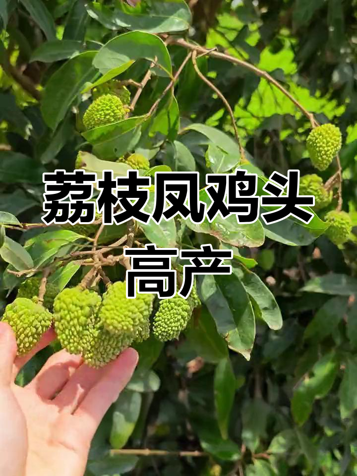荔枝凤鸡头膨大期,嫁接成活率高,长势惊人