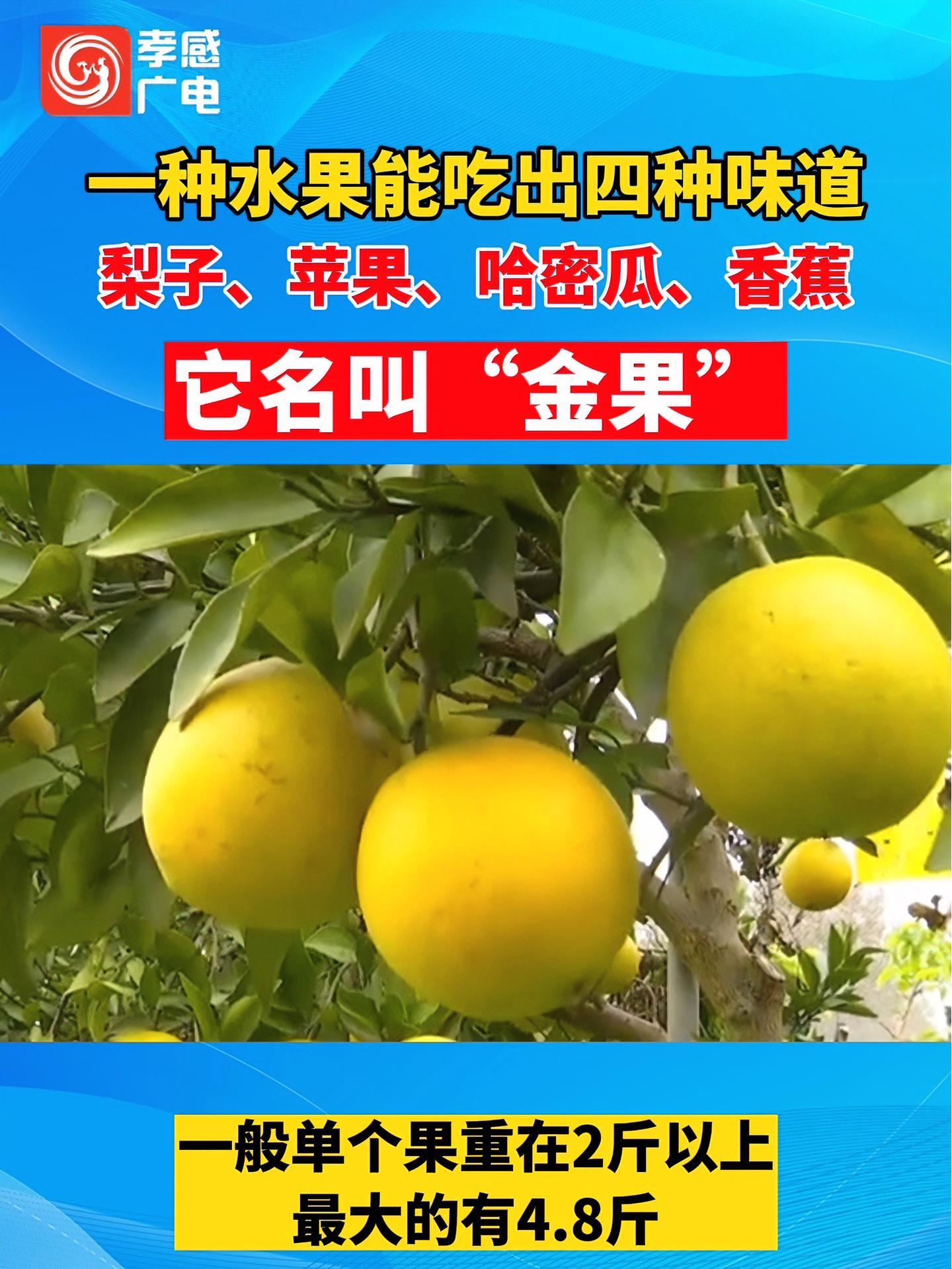 一种水果能吃出四种味道,梨子、苹果、哈密瓜、香蕉,这个水果名叫“金果” 水果 金果