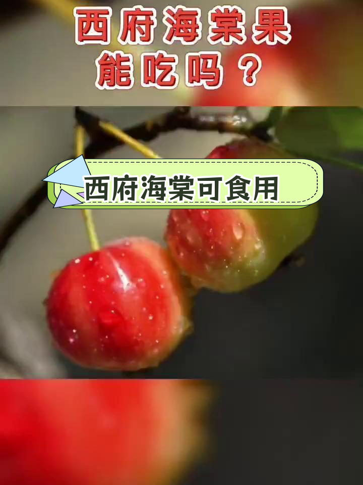 西府海棠果能吃吗?