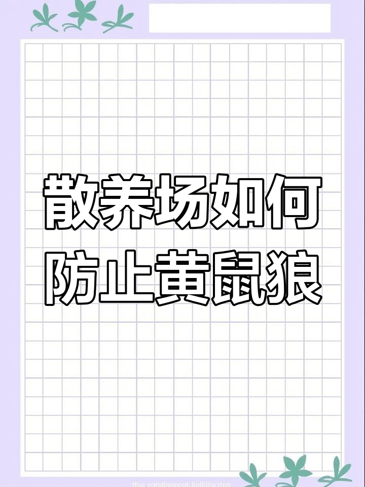 黄鼠狼偷鸡怎么办?教你三招防黄鼠狼