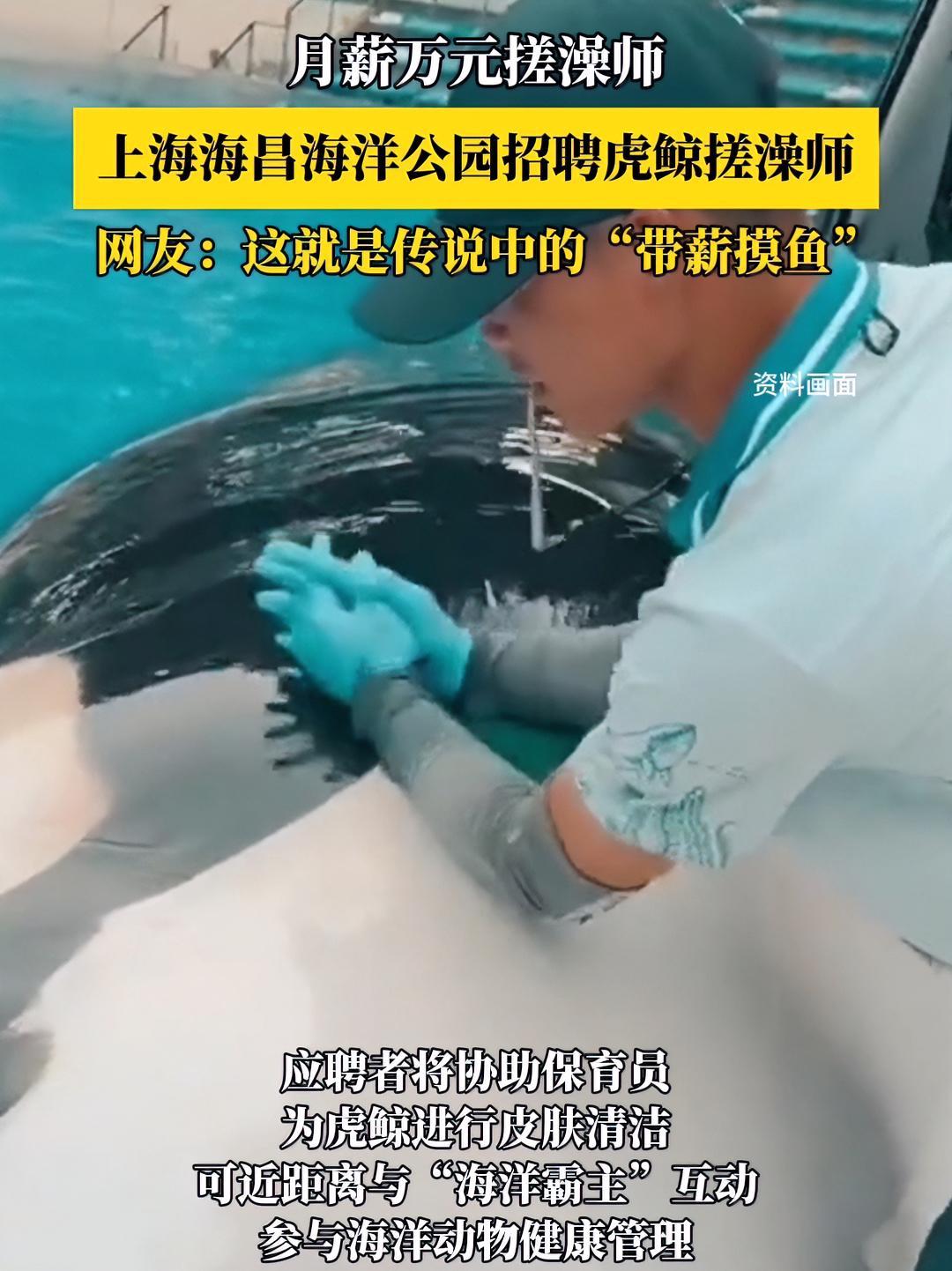 月薪万元搓澡师!上海海昌海洋公园招聘虎鲸搓澡师,网友:这就是传说中的“带薪摸鱼” 海昌海洋
