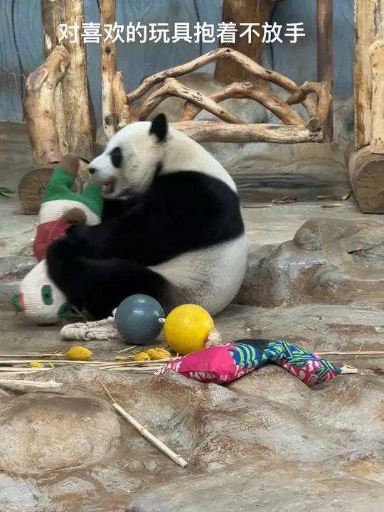 小企鹅舜舜对喜欢与不喜欢的玩具态度 大熊猫搞笑可爱大熊猫舜舜
