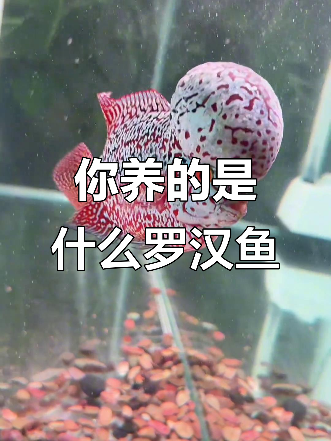 看看你养的罗汉鱼是什么品种？泰金罗汉鱼的魅力解析