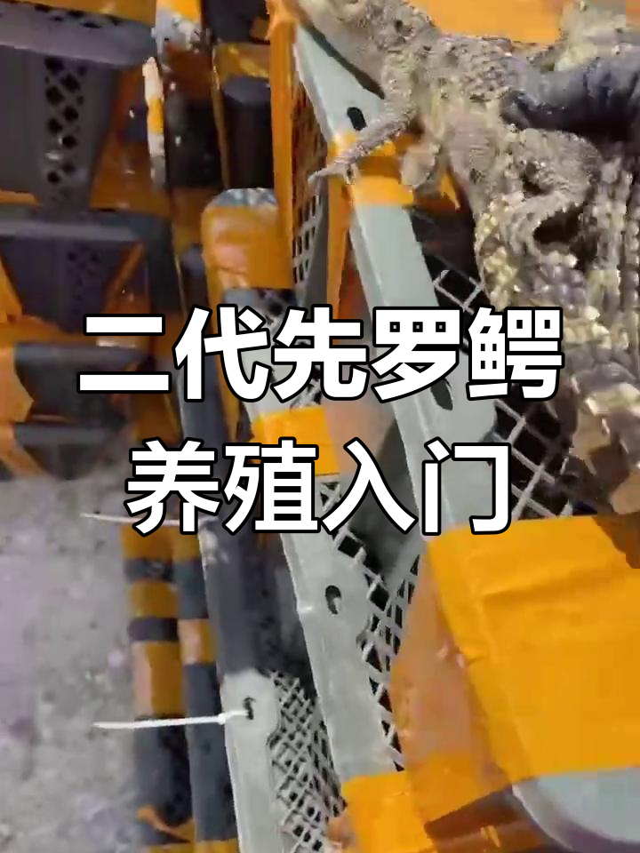 鳄鱼苗养殖技巧大揭秘,二代先罗鳄如何饲养