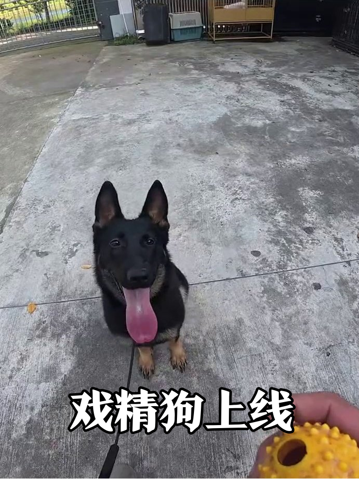 狗狗为抢玩具球,竟上演全套撒娇卖萌表情包