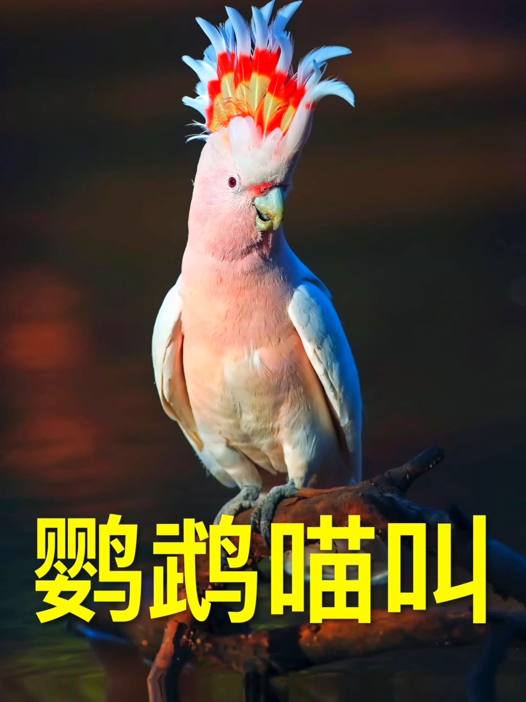 鹦鹉学习猫狗叫声