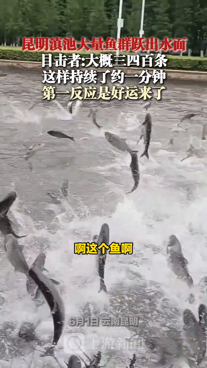 昆明滇池大量鱼群跃出水面,目击者:这样持续了约一分钟