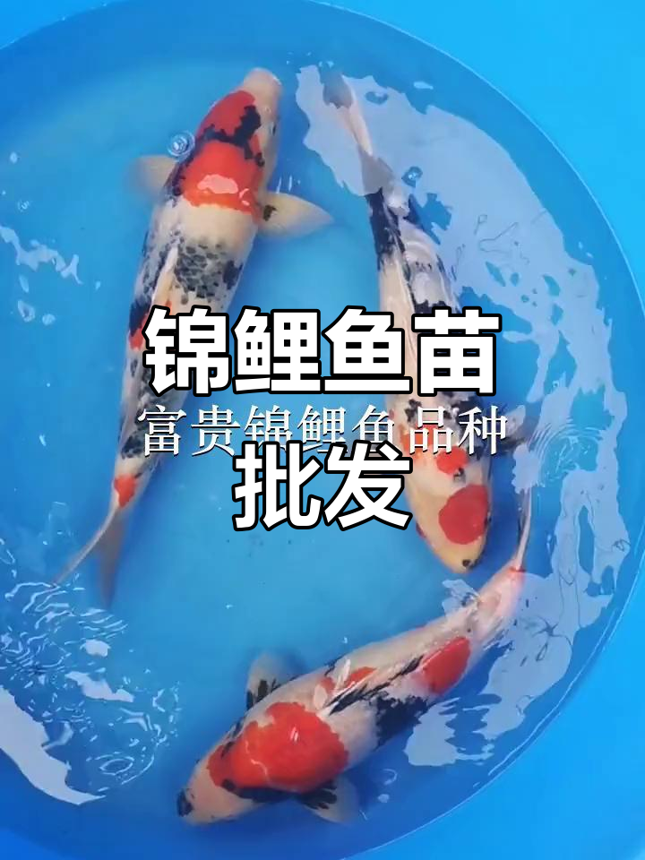 优质锦鲤鱼苗,批发供应,深圳、广州等地均有货源