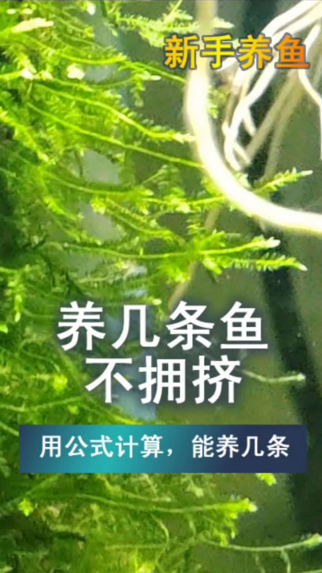 你的鱼缸最多能养几条鱼,用公式告诉你