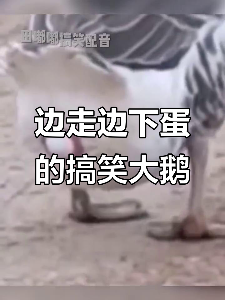 大鹅走路下蛋,搞笑翻滚笑料不断