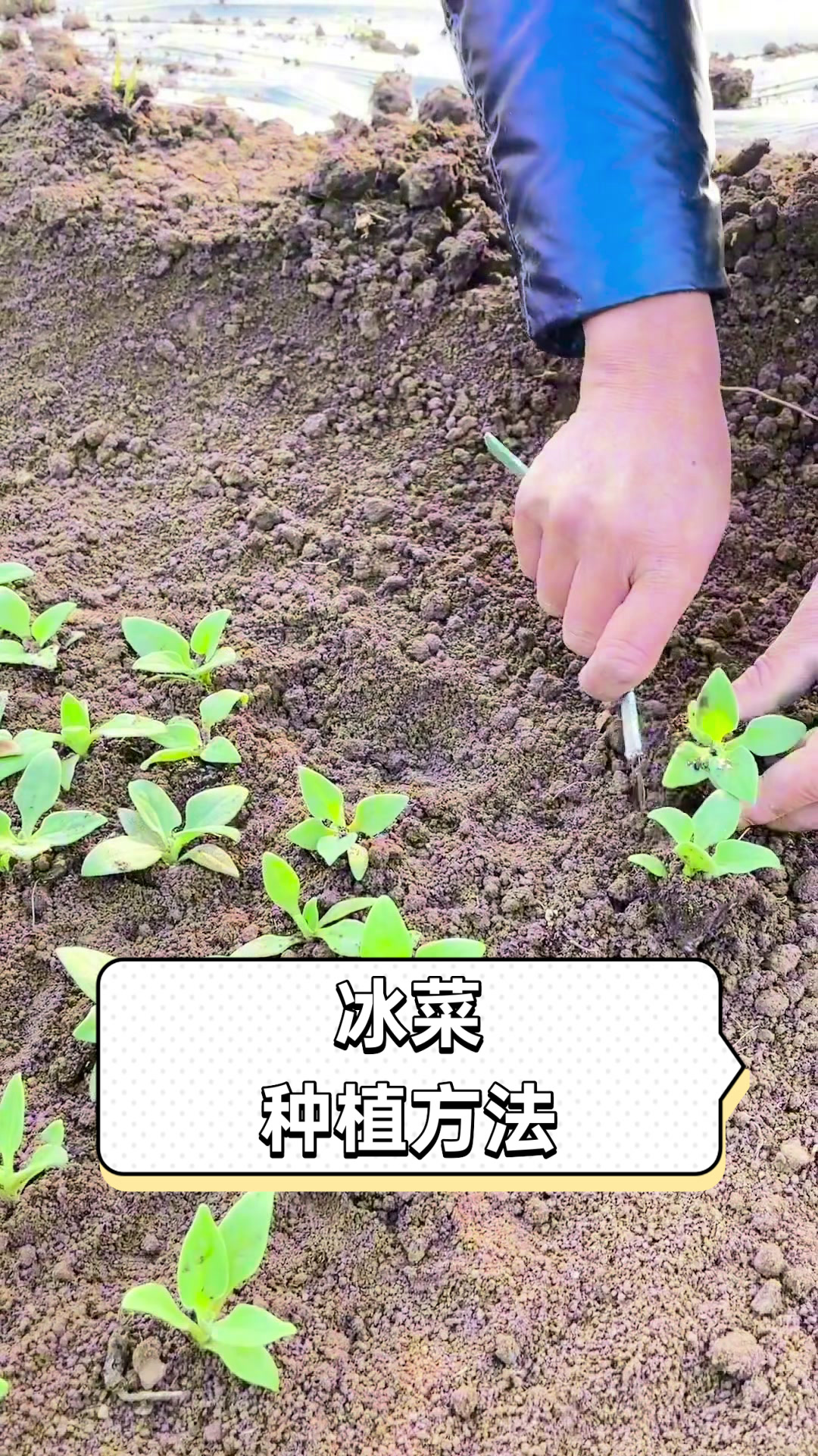 冰菜种植方法