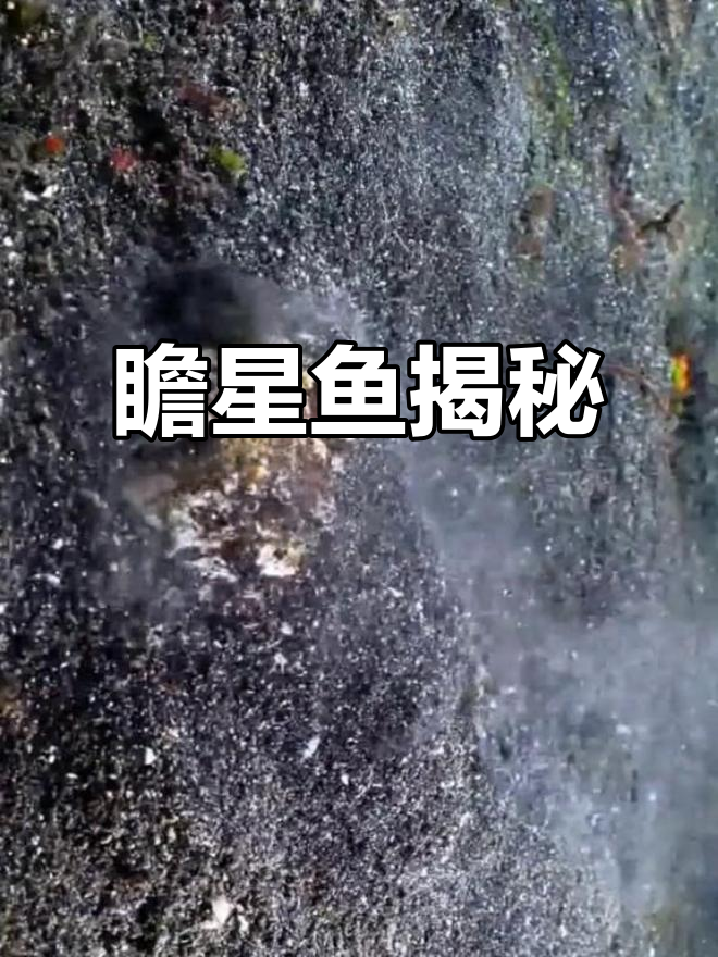鰧鱼,又被称为瞻星鱼的神秘生物