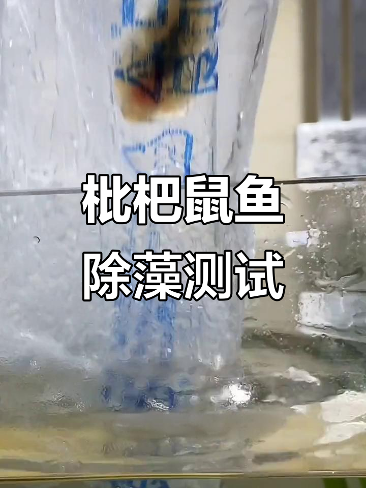 琵琶鼠鱼除藻大作战,褐藻能否被清理干净?