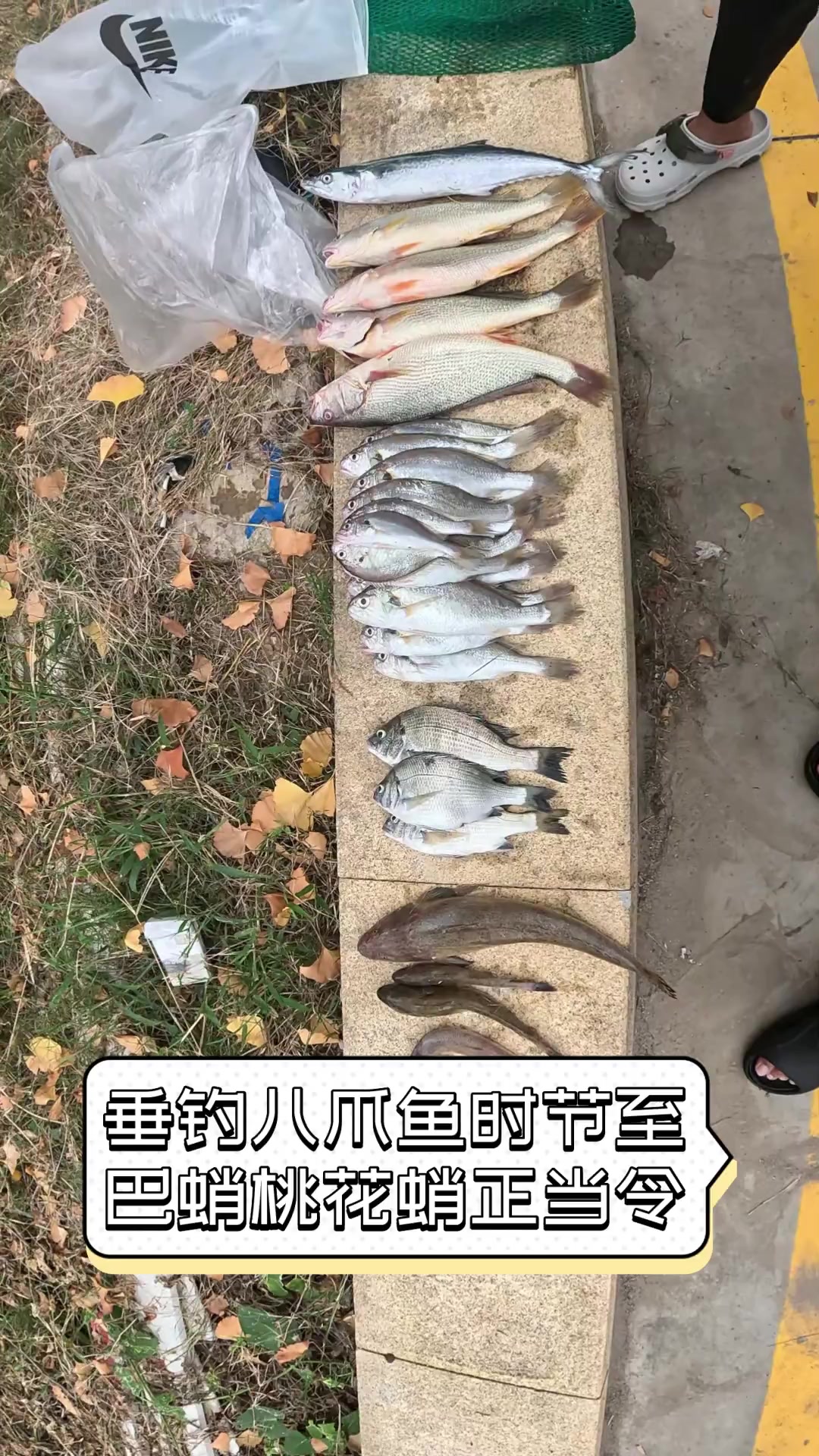 垂钓八爪鱼时节至,巴蛸桃花蛸正当令