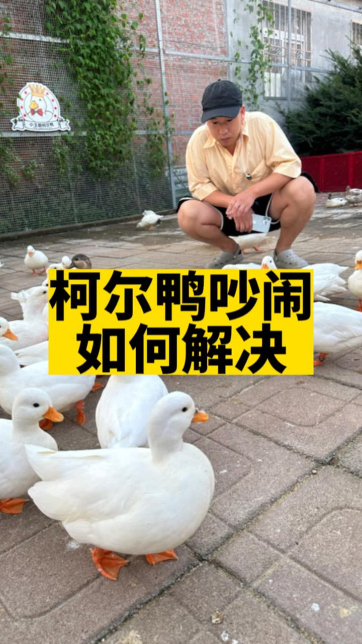 如何让柯尔鸭不乱叫?