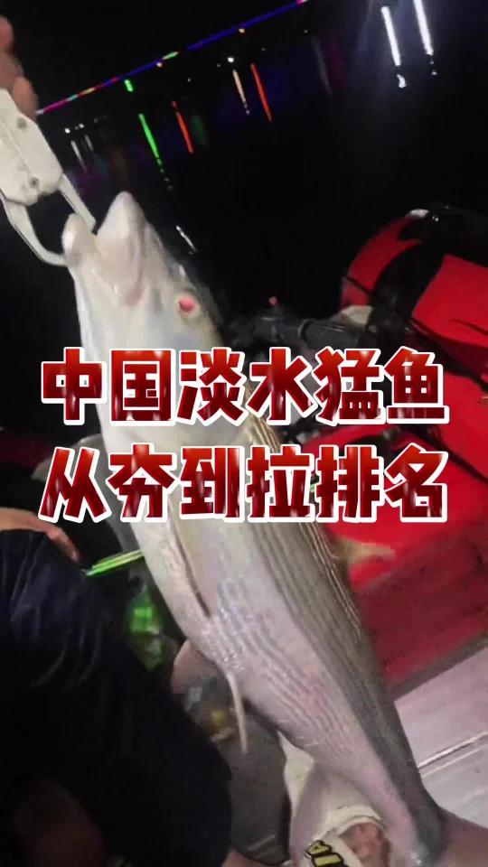 中国淡水猛鱼从夯到拉排名
