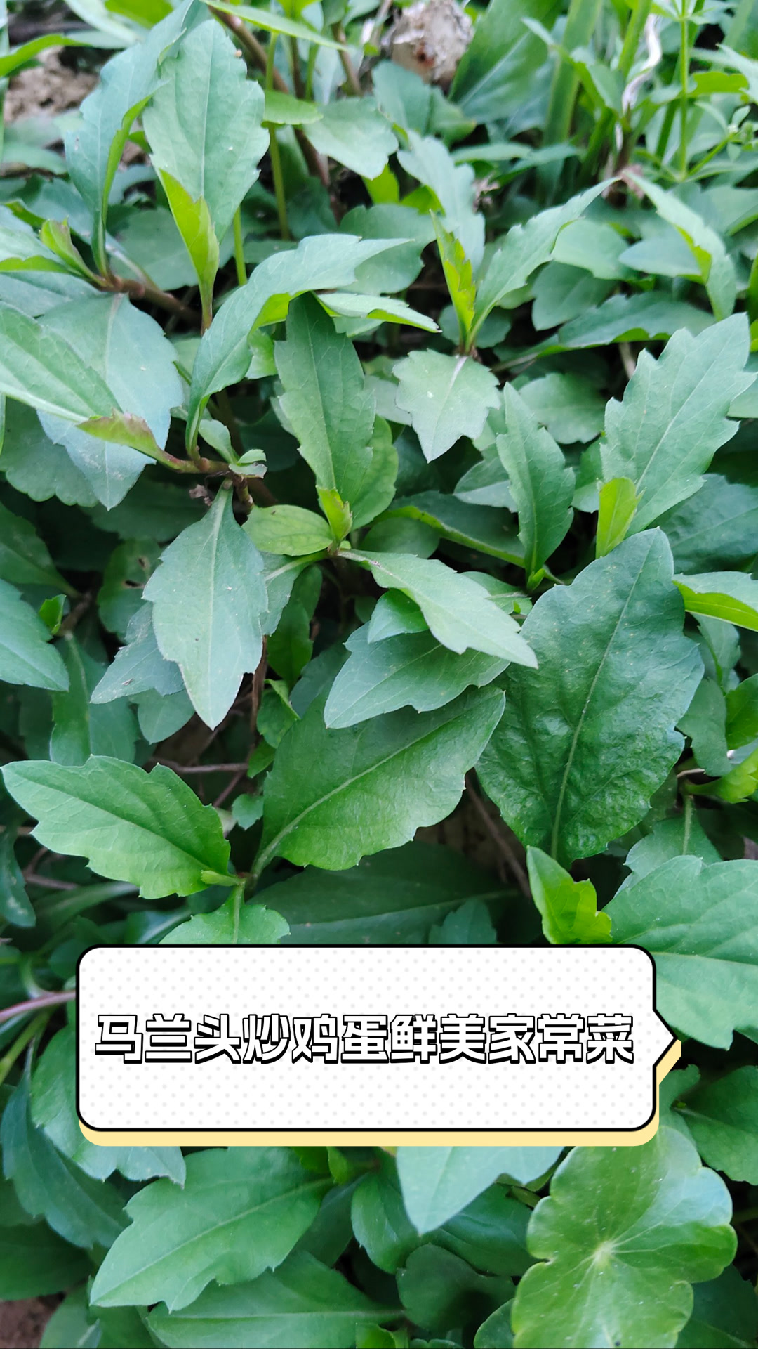 马兰头鸡蛋,鲜美家常菜