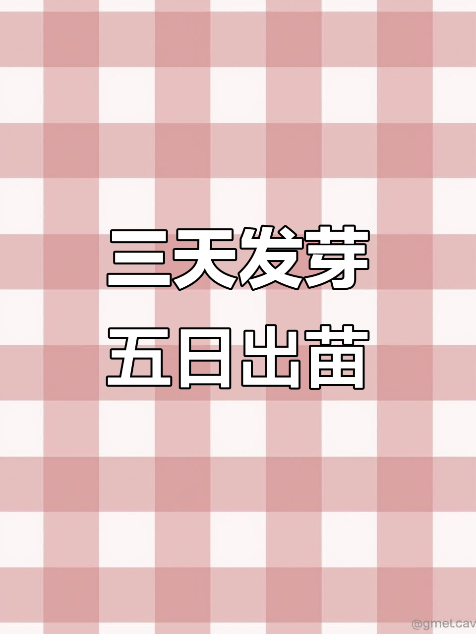 菠菜籽发芽出苗全过程,三至五天轻松搞定