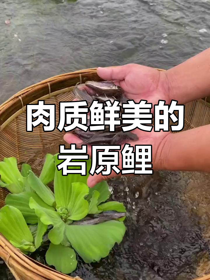 岩原鲤:鲤鱼中的“劳斯莱斯”