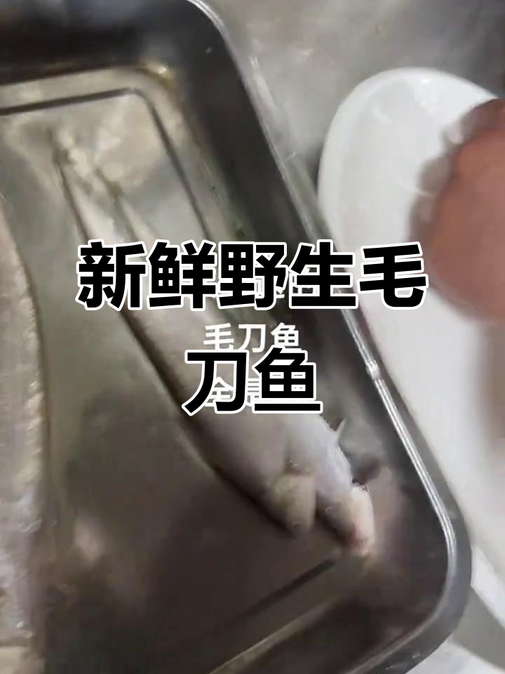 野生毛刀鱼，刺多鲜美，新鲜到极致