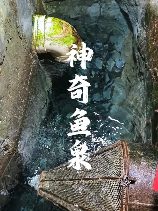 巫溪神奇鱼泉 一个梦竟然改变了一位老人一生,巫溪有一个“神奇的鱼泉”你知道这里吗?神奇鱼泉