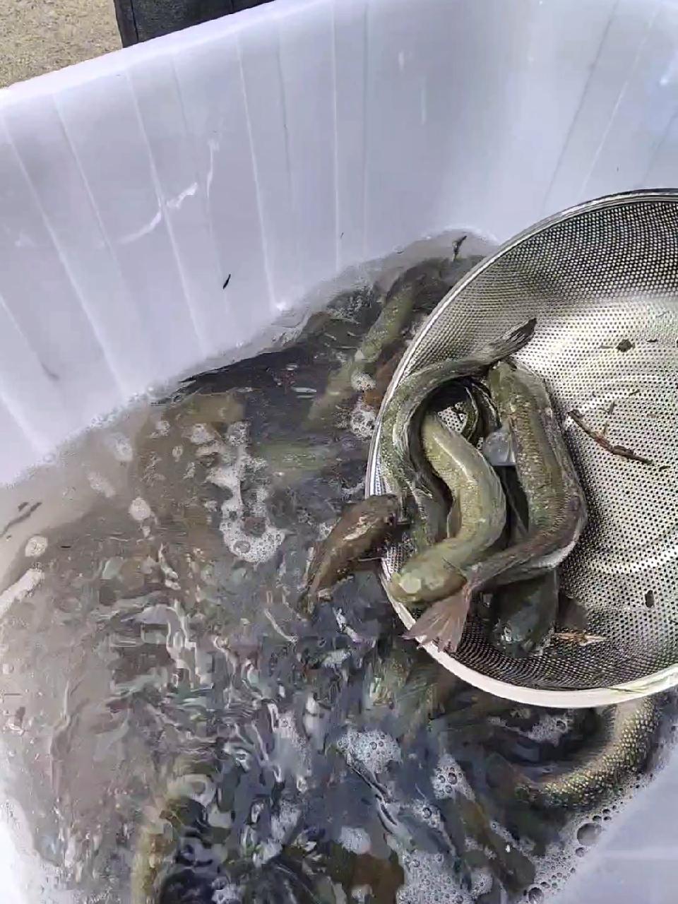 回乡繁殖七星鱼:今天在下司 七星鱼 热带观赏鱼 观赏鱼品种大全 贵州 下司