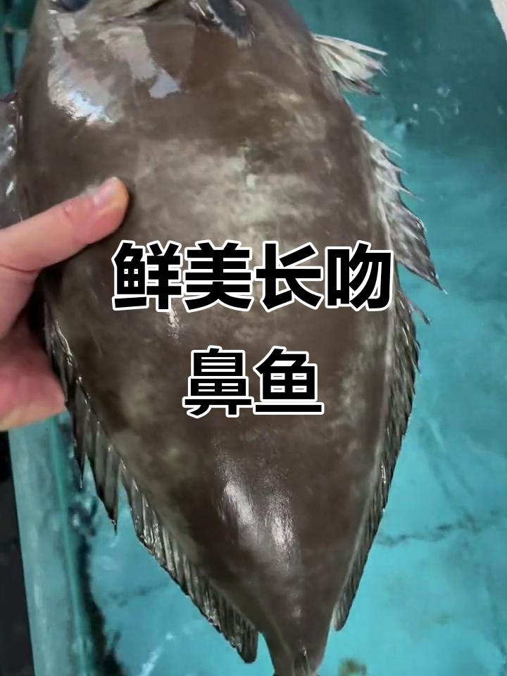 长吻鼻鱼去皮后,清蒸鲜嫩可口,刺身美味十足