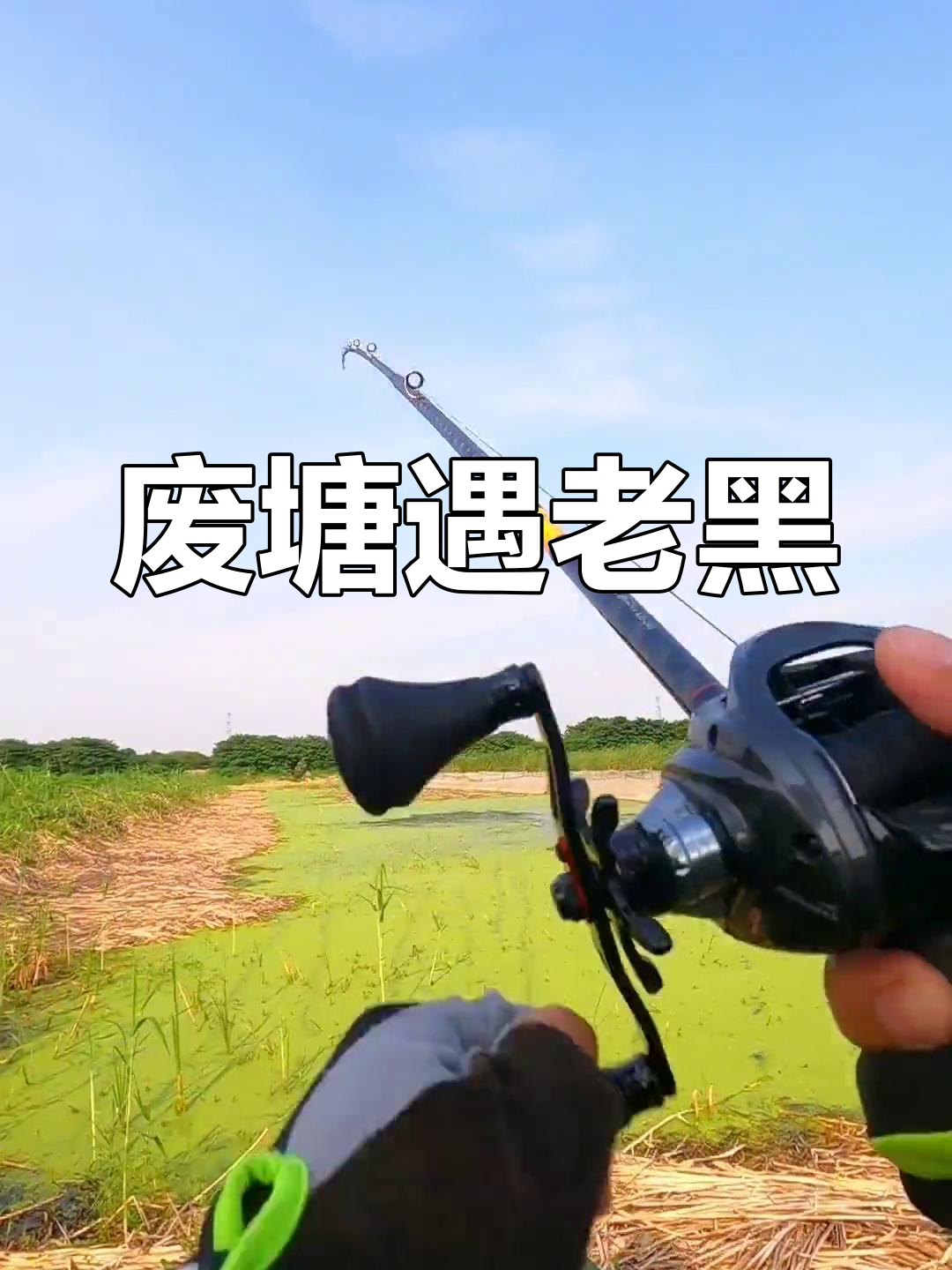 立秋后鱼群疯狂进食,废弃池塘惊现大黑!