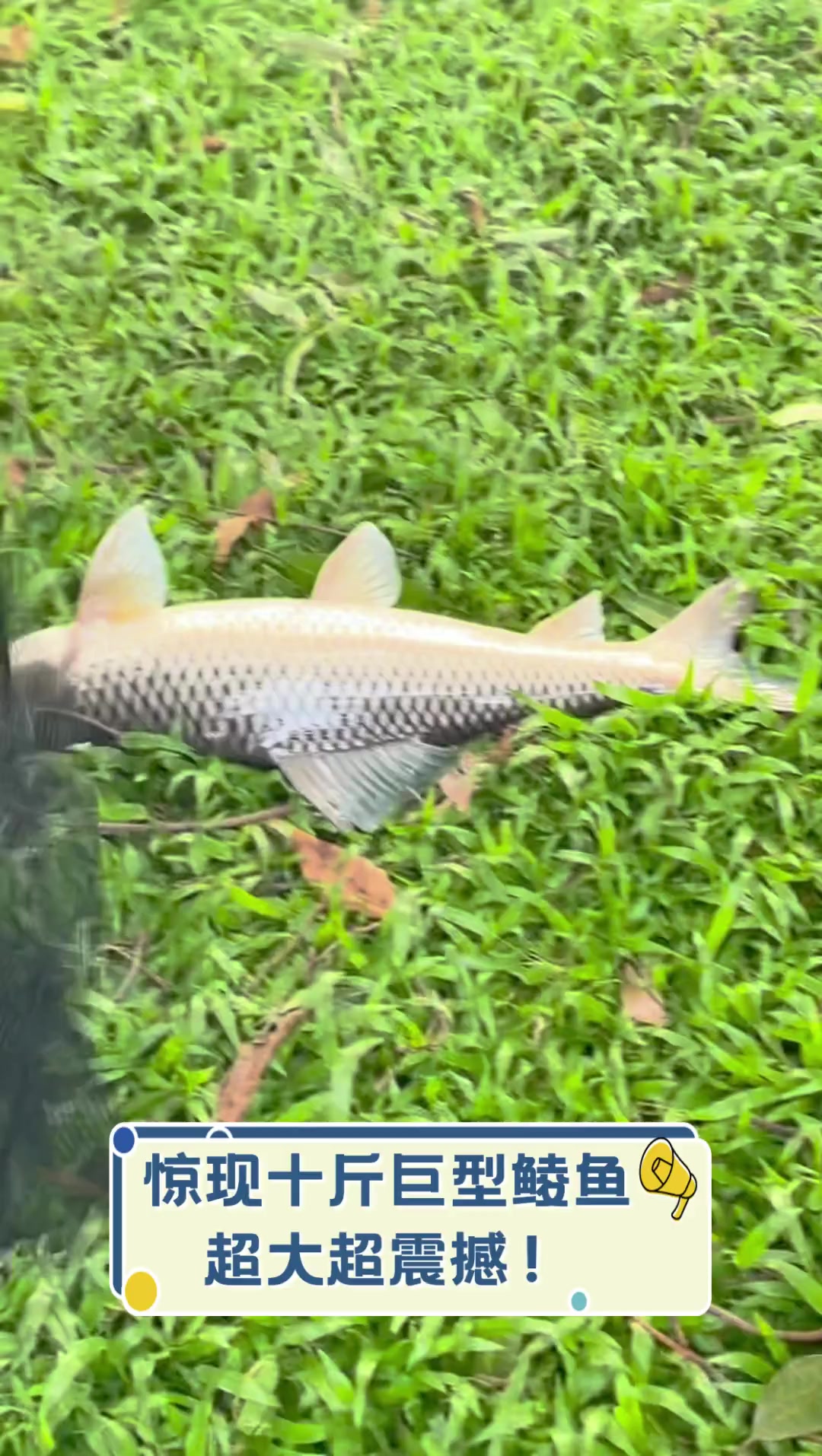惊现十斤巨型鲮鱼,超大超震撼!