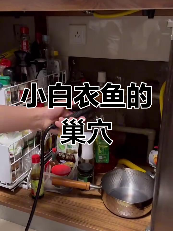 衣鱼虫藏匿厨房角落,暖气阀门下成窝点