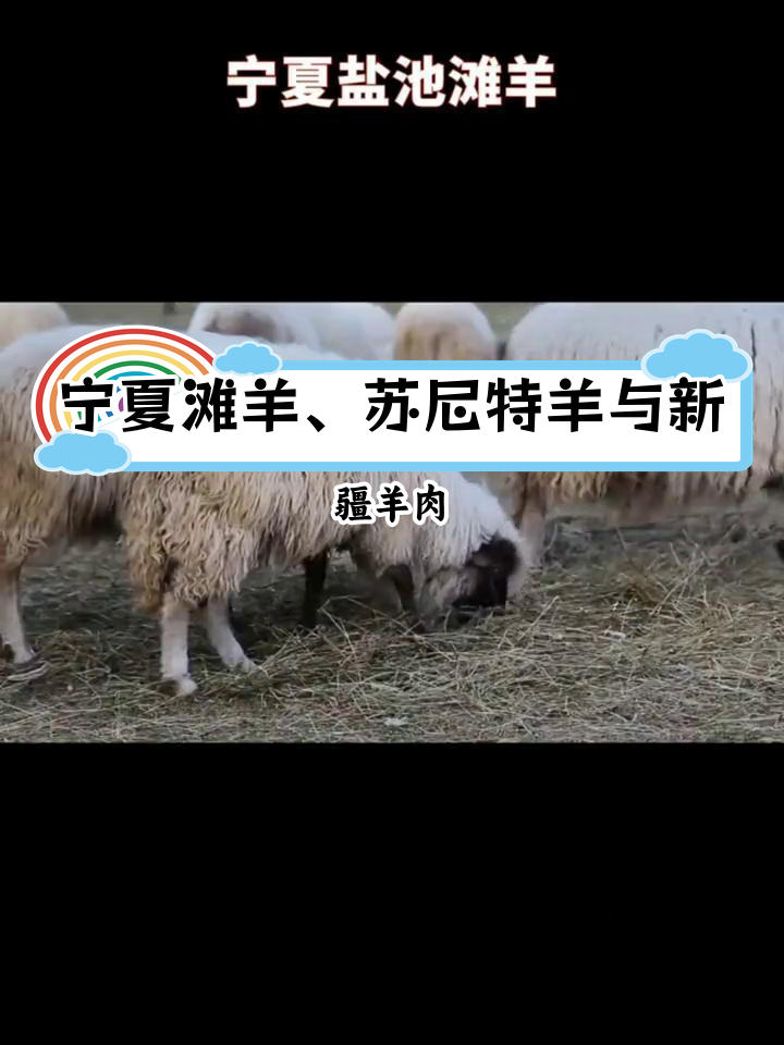 中国三大顶级羊肉,哪个最好?