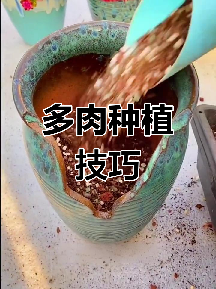 缺口盆种多肉,轻松打造美丽植物组合