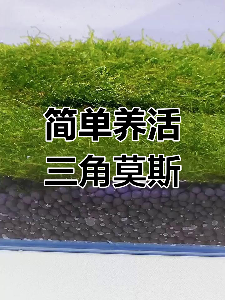 鱼缸草坪新选择:三角莫斯水草,轻松打造自然环境
