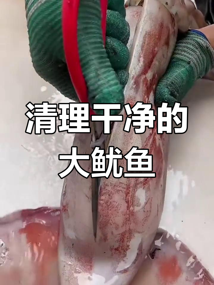 深海母鱿鱼清理全过程,去除不可食用部分