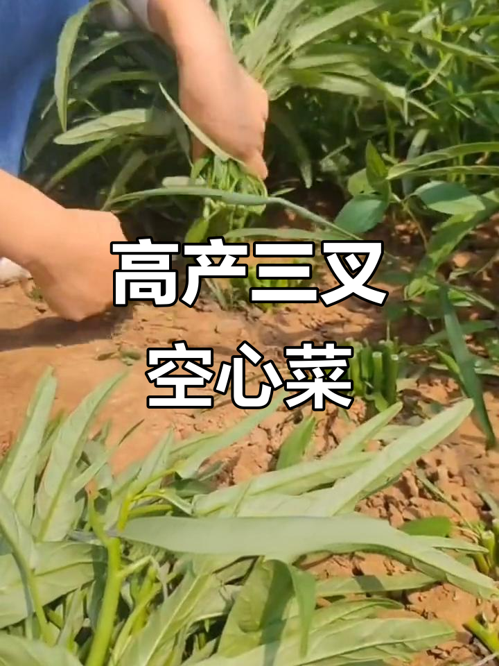 三叉空心菜,产量惊人!三天发芽二十天采收,四季都能吃